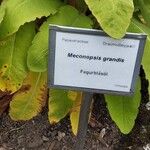 Meconopsis grandis Other