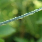 Urochloa distachyos Plod