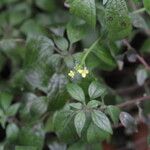 Sisymbrium orientale ফুল