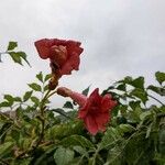 Campsis radicans Floare