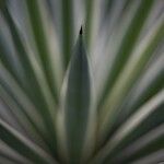 Agave vivipara Fuelha