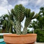 Austrocylindropuntia cylindrica Blad