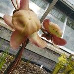 Sarracenia purpurea Blomma