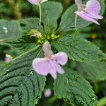 Impatiens hochstetteri ᱵᱟᱦᱟ