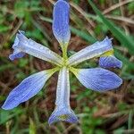 Iris virginica Flower