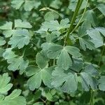 Aquilegia chrysantha Hoja