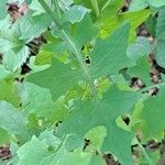 Lactuca muralis Leaf