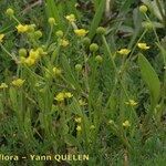Ranunculus ophioglossifolius Libunga