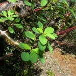 Euphorbia schlechtendalii पत्ता