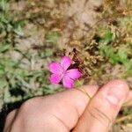 Dianthus carthusianorumKvět