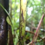 Pteris catoptera برگ