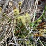 Carex pensylvanica Flor