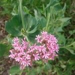 Centranthus ruberBlomma