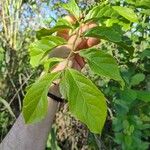 Casearia decandra Hoja