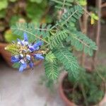 Dalea coerulea Flor