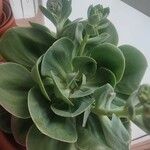 Echeveria gigantea Fulla