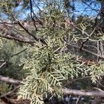 Juniperus deppeana Листок