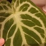 Anthurium crystallinum Hoja
