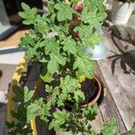 Coleus venteri Φύλλο