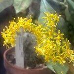 Oncidium chrysomorphum Kvet