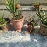 Aloe vera Листок