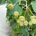 Abutilon vitifolium Frukt