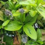 Ceanothus arboreus Liść