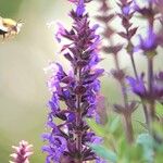 Salvia nemorosa Blüte