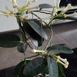 Stephanotis floribunda Характер