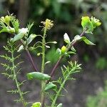 Lepidium perfoliatum Tervik taim