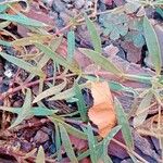 Gypsophila repens Leaf