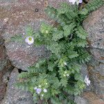 Polemonium pulcherrimum عادت