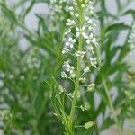 Lepidium virginicum Blüte