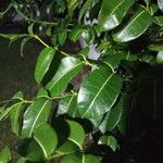 Cryptostegia madagascariensis Leaf