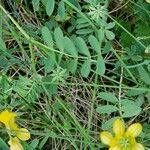 Hippocrepis scorpioides Yaprak