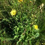 Hieracium sabaudum Habit