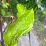 Passiflora edulis Hostoa