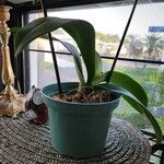 Phalaenopsis × singuliflora ᱥᱟᱠᱟᱢ