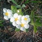 Fragaria moschata Květ