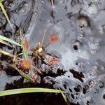 Drosera intermedia Lapas