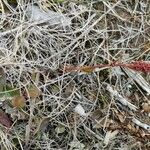 Rumex bucephalophorus Flower