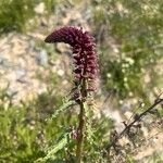 Lysimachia atropurpureaŽiedas