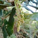 Quercus humboldtii Λουλούδι