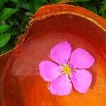 Dissotis rotundifolia Цвят