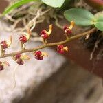Bulbophyllum falcatum Hoja