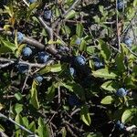Prunus spinosa Ovoce