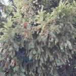 Taxus brevifolia ശീലം