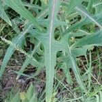 Sonchus palustris Leaf