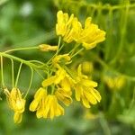 Isatis tinctoria Fleur