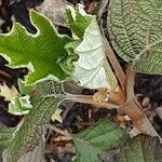 Hydrangea quercifolia Leht